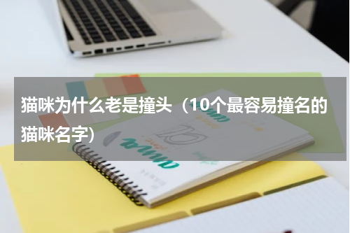 猫咪为什么老是撞头（10个最容易撞名的猫咪名字）