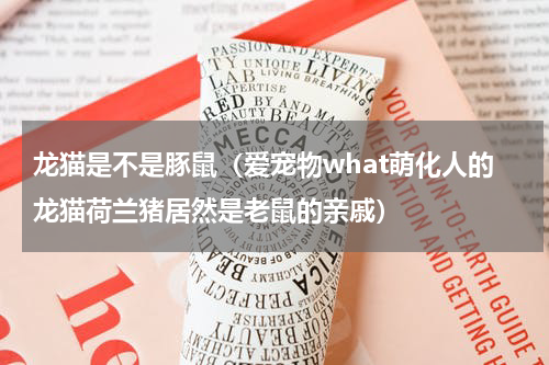 龙猫是不是豚鼠（爱宠物what萌化人的龙猫荷兰猪居然是老鼠的亲戚）
