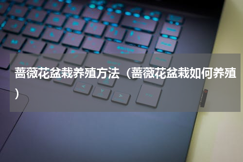 蔷薇花盆栽养殖方法（蔷薇花盆栽如何养殖）