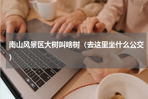 南山风景区大树叫啥树（去这里坐什么公交）