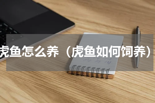虎鱼怎么养（虎鱼如何饲养）