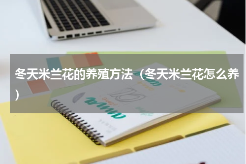 冬天米兰花的养殖方法（冬天米兰花怎么养）