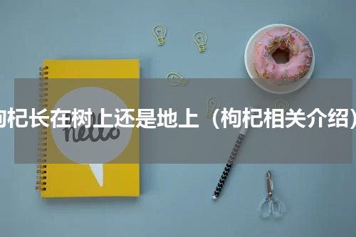 枸杞长在树上还是地上（枸杞相关介绍）