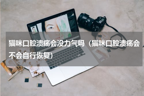 猫咪口腔溃疡会没力气吗（猫咪口腔溃疡会不会自行恢复）