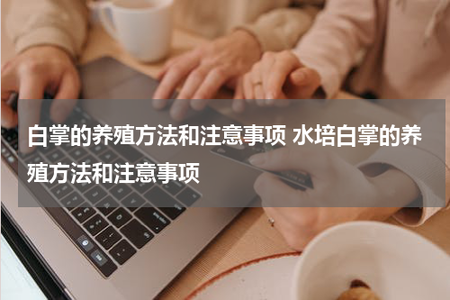 白掌的养殖方法和注意事项 水培白掌的养殖方法和注意事项