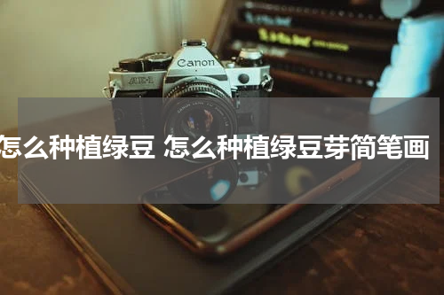 怎么种植绿豆 怎么种植绿豆芽简笔画