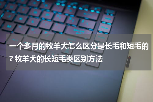 一个多月的牧羊犬怎么区分是长毛和短毛的? 牧羊犬的长短毛类区别方法