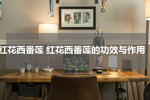红花西番莲 红花西番莲的功效与作用