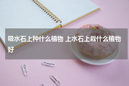 吸水石上种什么植物 上水石上栽什么植物好