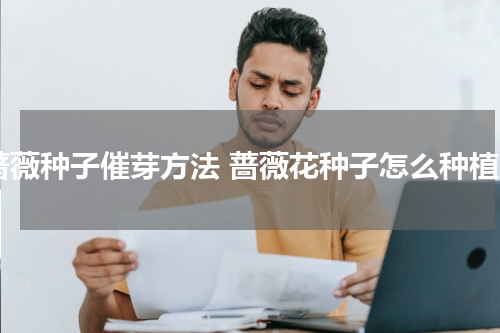 蔷薇种子催芽方法 蔷薇花种子怎么种植