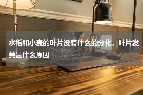 水稻和小麦的叶片没有什么的分化，叶片发黄是什么原因
