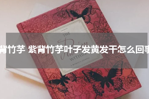 紫背竹芋 紫背竹芋叶子发黄发干怎么回事
