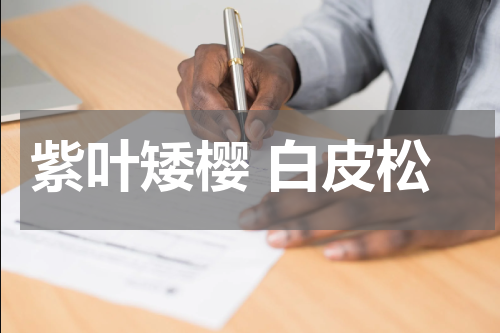 紫叶矮樱 白皮松