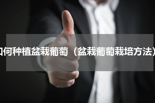 如何种植盆栽葡萄（盆栽葡萄栽培方法）