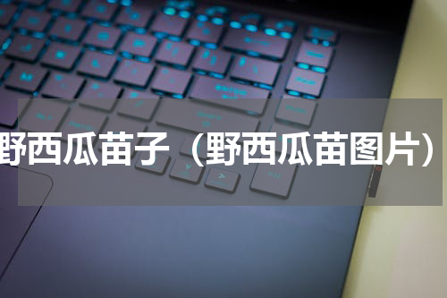 野西瓜苗子（野西瓜苗图片）