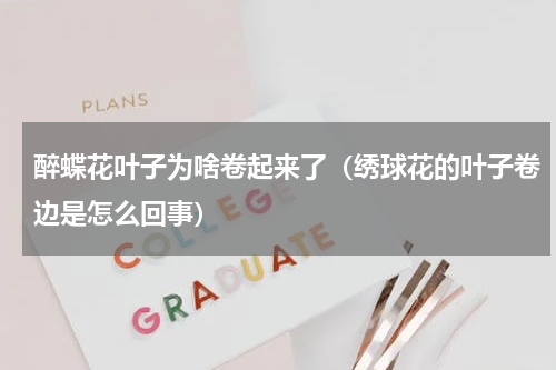 醉蝶花叶子为啥卷起来了（绣球花的叶子卷边是怎么回事）