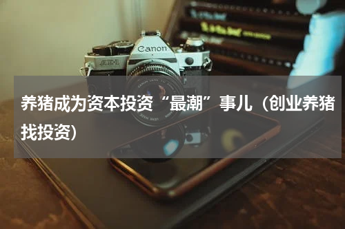 养猪成为资本投资“最潮”事儿（创业养猪找投资）