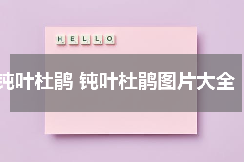 钝叶杜鹃 钝叶杜鹃图片大全