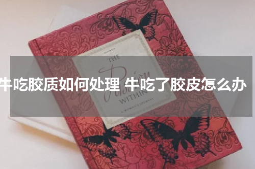 牛吃胶质如何处理 牛吃了胶皮怎么办