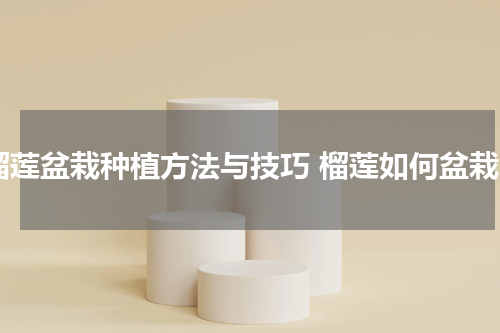 榴莲盆栽种植方法与技巧 榴莲如何盆栽