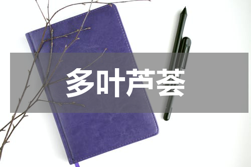 多叶芦荟