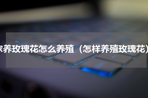 家养玫瑰花怎么养殖（怎样养殖玫瑰花）