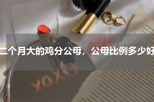二个月大的鸡分公母，公母比例多少好