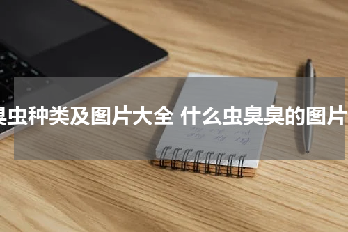 臭虫种类及图片大全 什么虫臭臭的图片