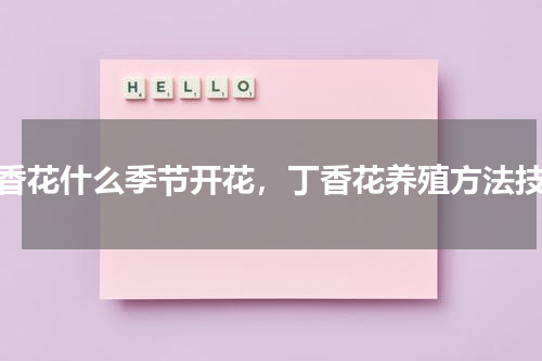 丁香花什么季节开花，丁香花养殖方法技巧