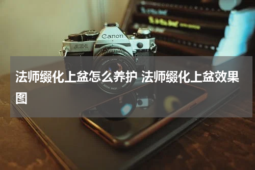 法师缀化上盆怎么养护 法师缀化上盆效果图