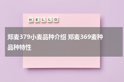 郑麦379小麦品种介绍 郑麦369麦种品种特性