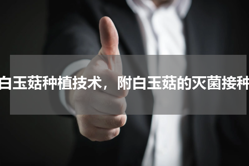 白玉菇种植技术，附白玉菇的灭菌接种