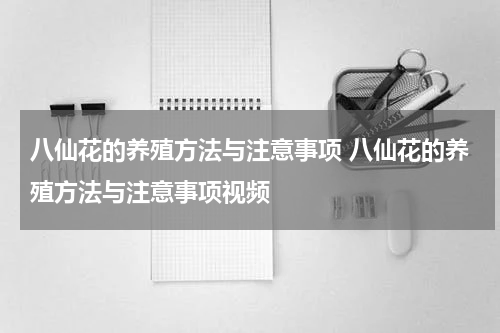 八仙花的养殖方法与注意事项 八仙花的养殖方法与注意事项视频