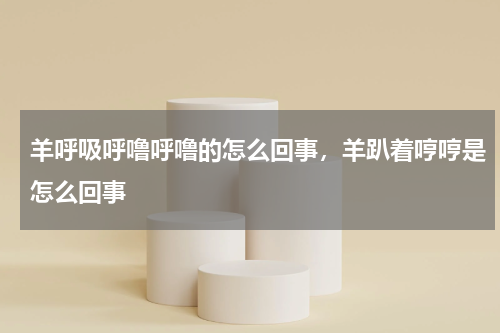羊呼吸呼噜呼噜的怎么回事，羊趴着哼哼是怎么回事
