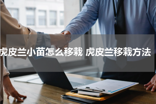 虎皮兰小苗怎么移栽 虎皮兰移栽方法