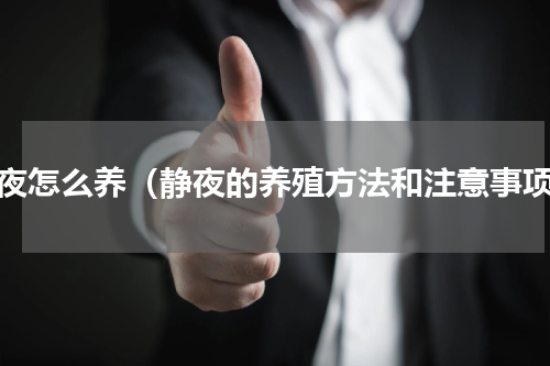 静夜怎么养（静夜的养殖方法和注意事项）