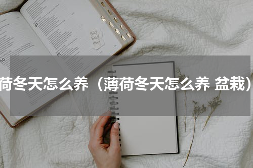薄荷冬天怎么养（薄荷冬天怎么养 盆栽）