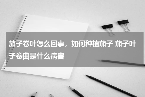 茄子卷叶怎么回事，如何种植茄子 茄子叶子卷曲是什么病害