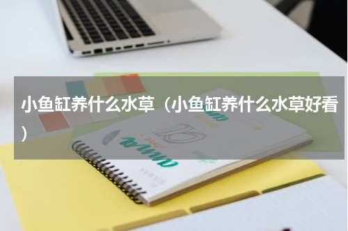 小鱼缸养什么水草（小鱼缸养什么水草好看）