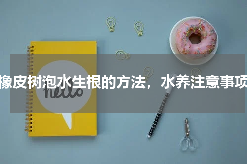 橡皮树泡水生根的方法，水养注意事项