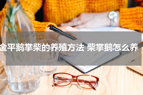 金平鹅掌柴的养殖方法 柴掌鹅怎么养
