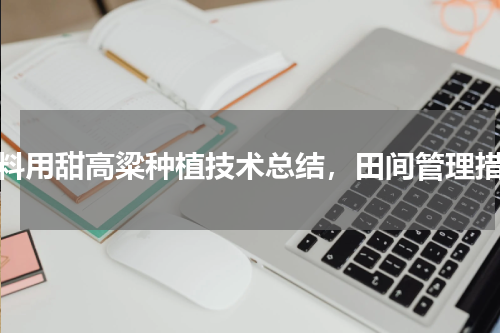 饲料用甜高粱种植技术总结，田间管理措施