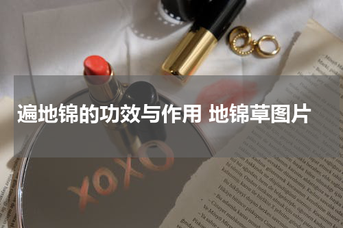 遍地锦的功效与作用 地锦草图片