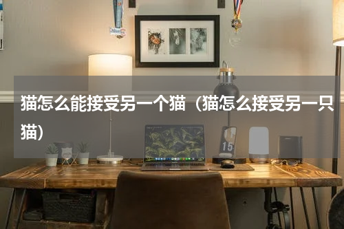 猫怎么能接受另一个猫（猫怎么接受另一只猫）