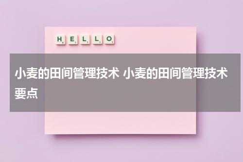 小麦的田间管理技术 小麦的田间管理技术要点