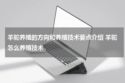 羊驼养殖的方向和养殖技术要点介绍 羊驼怎么养殖技术