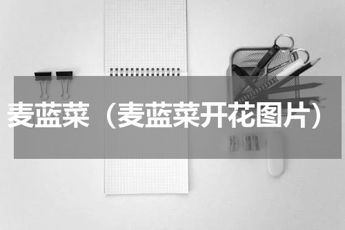 麦蓝菜（麦蓝菜开花图片）