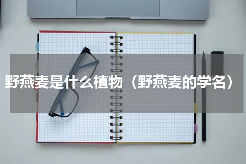 野燕麦是什么植物（野燕麦的学名）