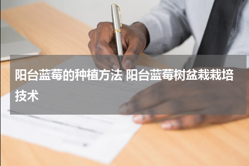 阳台蓝莓的种植方法 阳台蓝莓树盆栽栽培技术