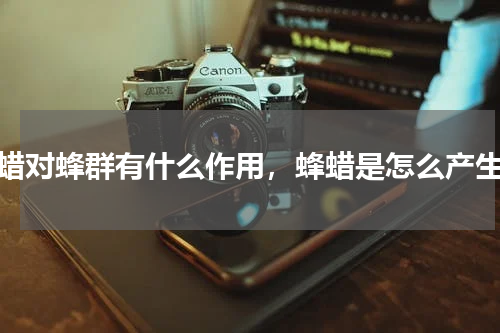 蜂蜡对蜂群有什么作用，蜂蜡是怎么产生的